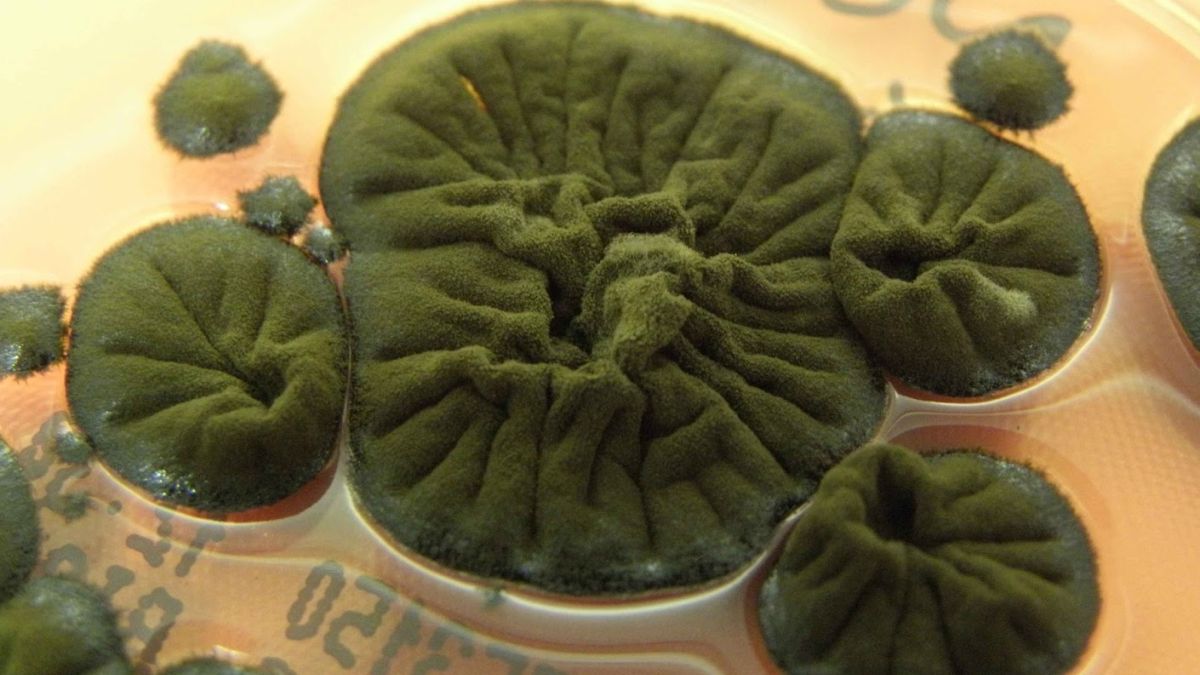 Ciuperca de la Cernobîl pare să fi evoluat o abilitate incredibilă