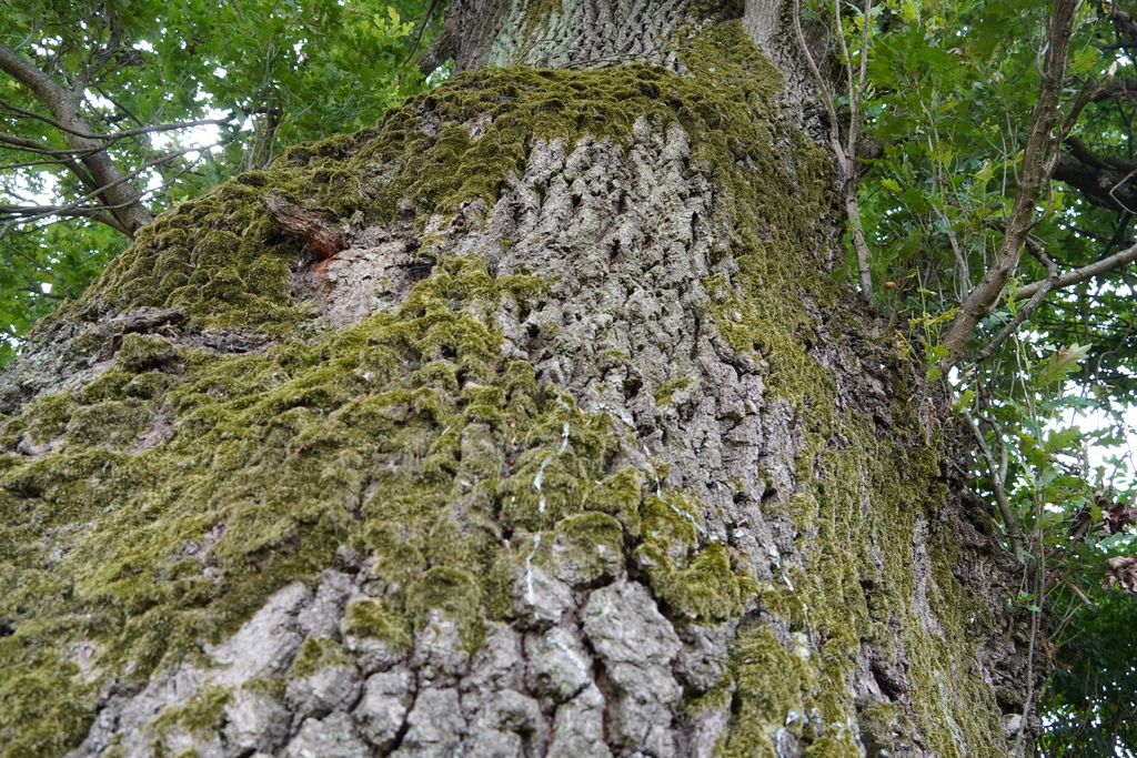 Primăria Bistrița interzice cățăratul în arbori și arbuști pentru siguranța publică