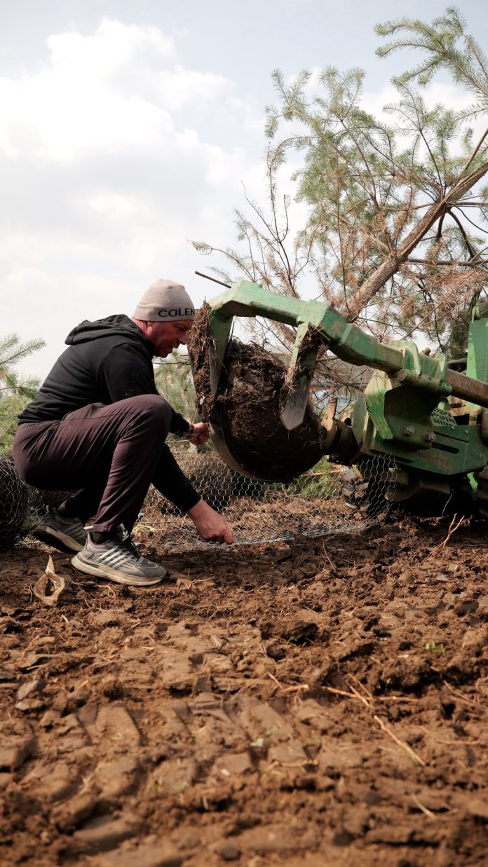 Peste 300 de pini relocați în București pentru a asigura dezvoltarea lor
