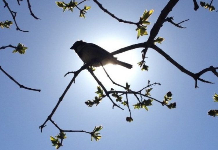 Vremea în următoarele săptămâni: temperaturi normale și precipitații excedentare