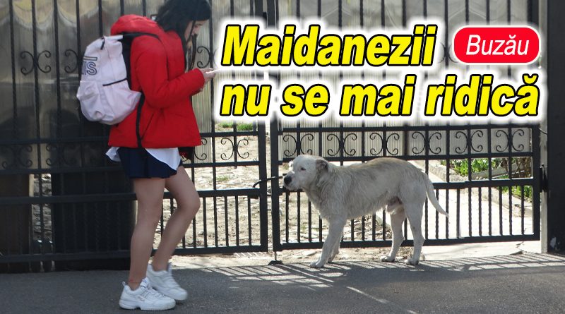 Judecătorii opresc extragerea maidanezilor de pe străzi în Buzău