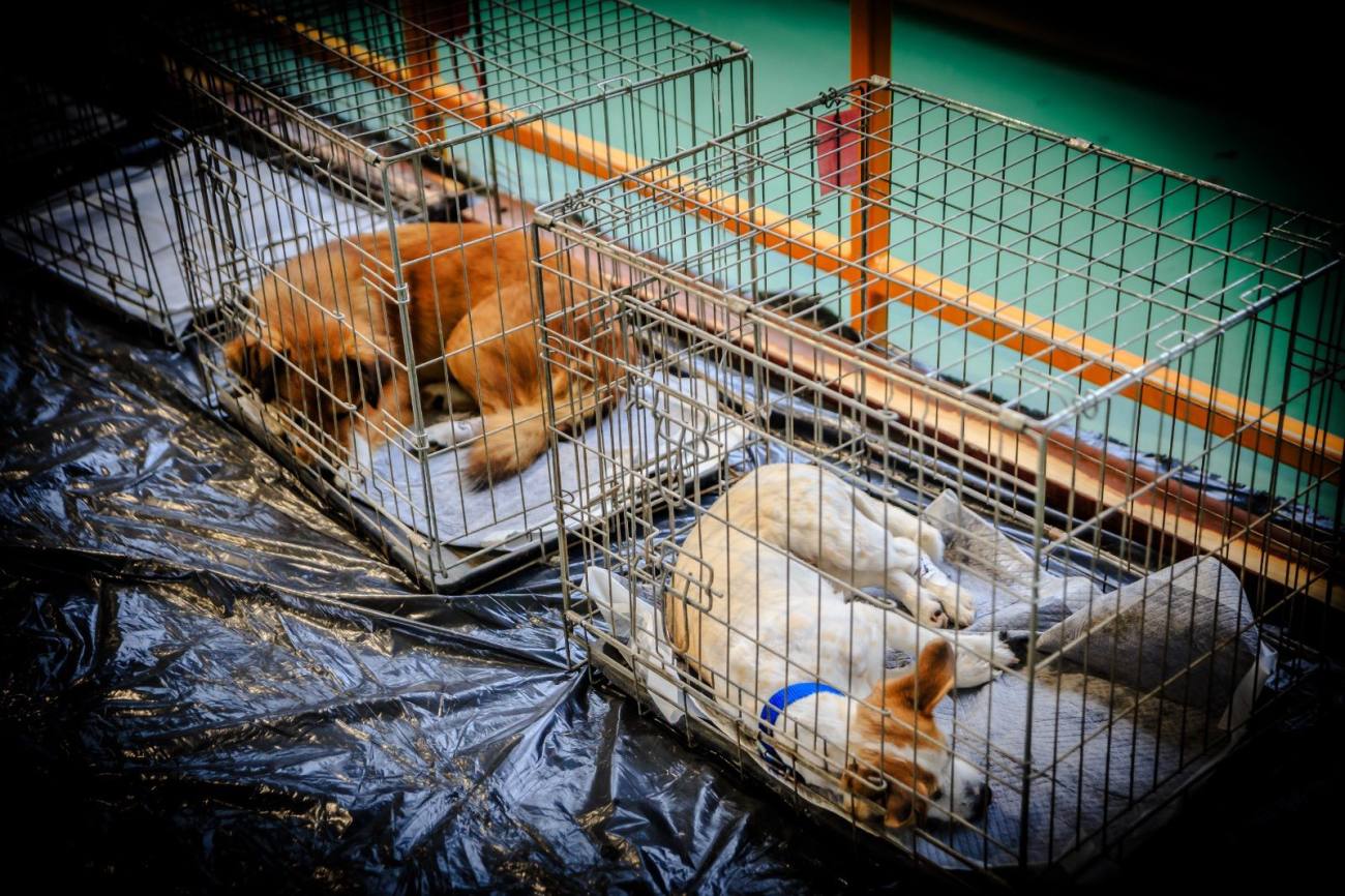 Campanie gratuită de sterilizare a câinilor, la Titu