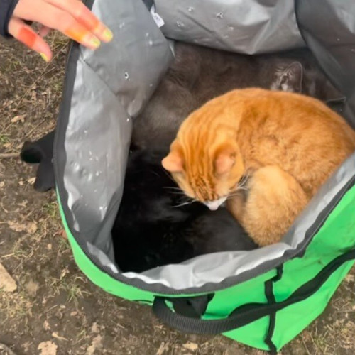 Oamenii din parc descoperă pungi Uber Eats lăsate sub o bancă și găsesc pisici abandonate înăuntru