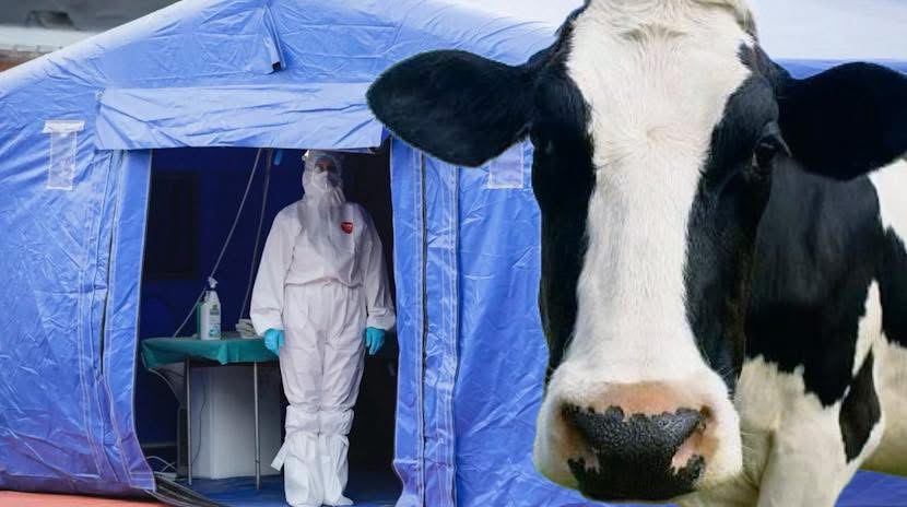 Focar de boala limbii albastre descoperit în Arad