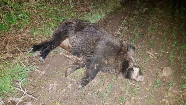 Apariție alarmantă: Focar de pestă porcină africană în Petroșani