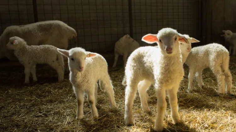 Consumatorii români se pregătesc pentru prețuri mai mari la mielul de Paște