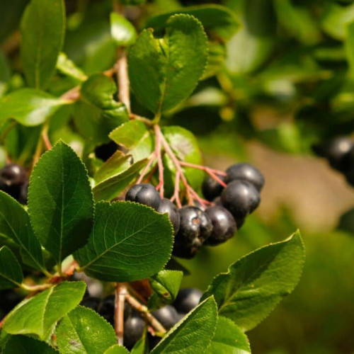 Uitați de sucul verde: această băutură din fructe de pădure negre transformă tăcut sănătatea metabolică