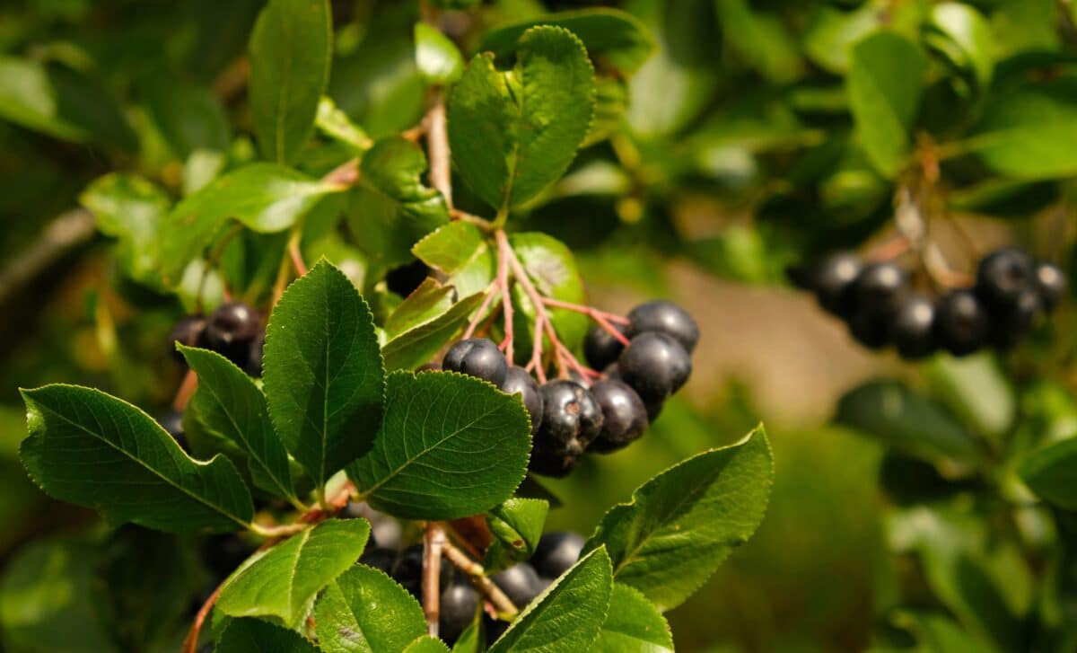 Uită de sucul verde: această băutură din fructe de pădure întunecate rescrie liniile directoare ale sănătății metabolice