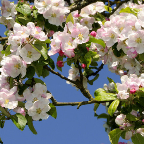 Temperaturi variate și precipitații frecvente în prognoza meteo pe două săptămâni