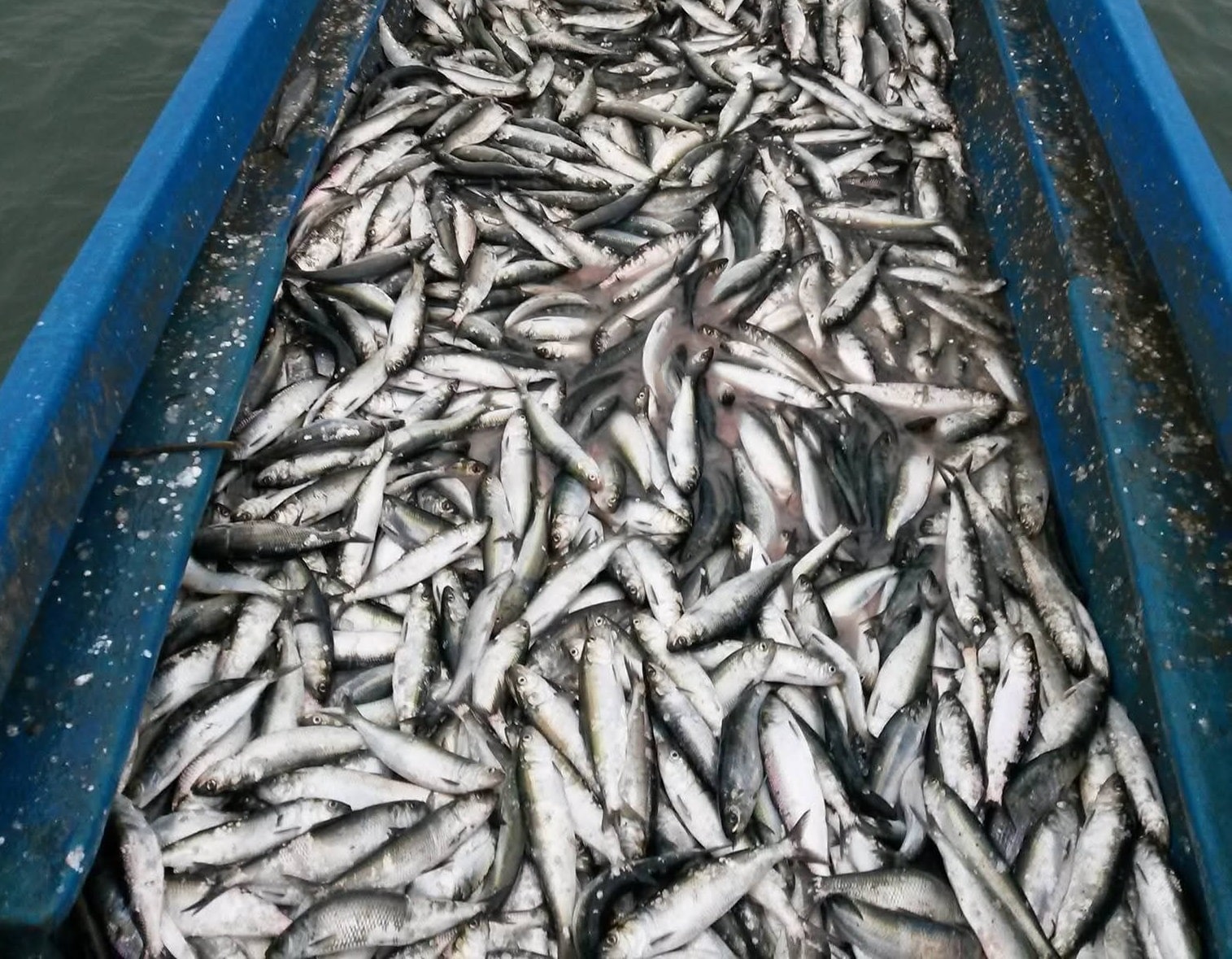 Pescuitul scrumbiei de Dunăre interzis începând cu 31 martie