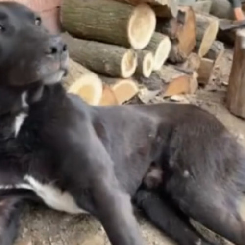 Un câine din Alba, bătut până la paralizie de stăpân și copii