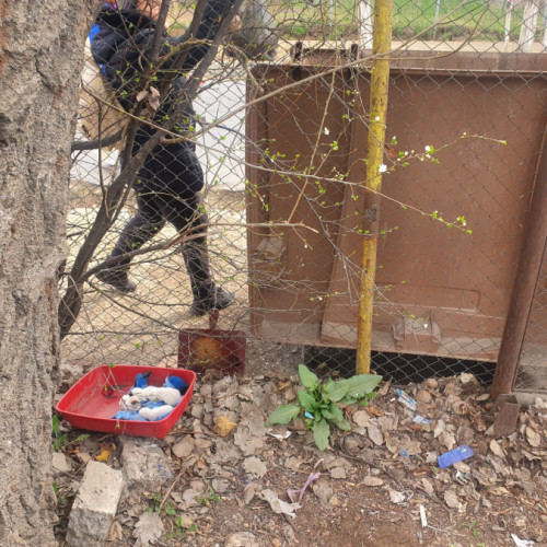 Patru pisoi salvați din containerul de gunoi din Galați: polițiștii fac cercetări pentru găsirea responsabilului