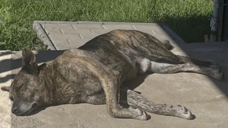 Cățel dispărut în Cluj, proprietarii cer ajutorul comunității