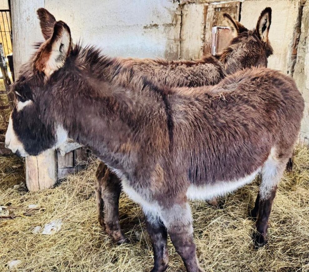 Vizitează Ferma Liceului Tehnologic Agricol Bistrița în Săptămâna Verde