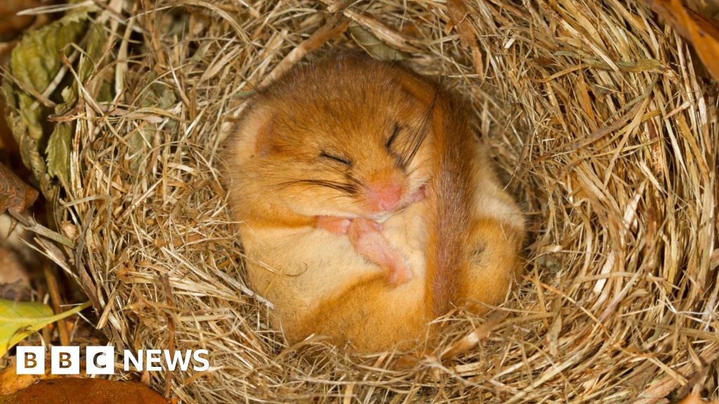 Dozing dormouse found in abandoned helium balloon - BBC
