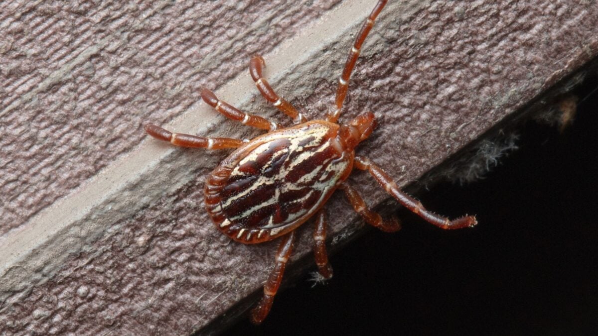 Bloodsucking Ticks Can Survive Inside Your Home Longer Than You Might Think - Gizmodo