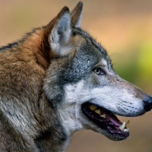 Femeie mușcată de lup în Hamburg, un incident rar