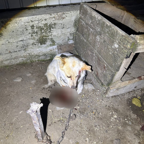 Localnic din Munteni cercetat pentru cruzime asupra unui cățel