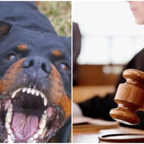 Conflict violent în Tetila: Doi câini și o datorie de 500 de lei