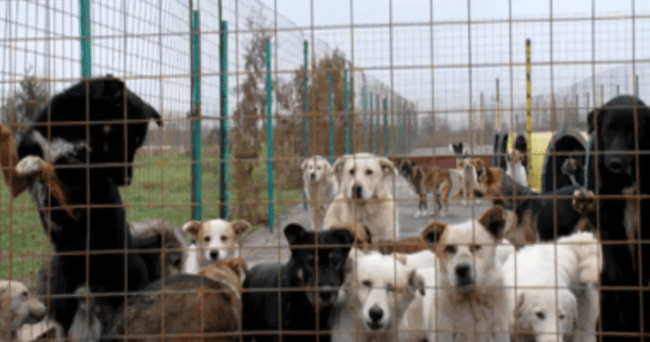Acuzații grave la adăpostul de câini din Uzunu