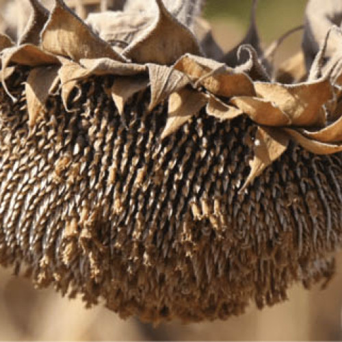 România, lider european în producția de floarea-soarelui în 2025