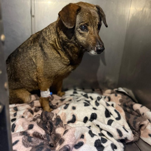 ASPA ridică 60 de câini abandonați din toată Capitala