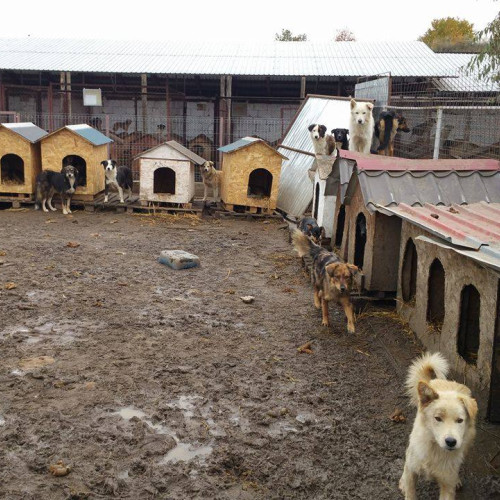 Câinii vagabonzi din Piatra Neamț, o problemă fără soluții clare