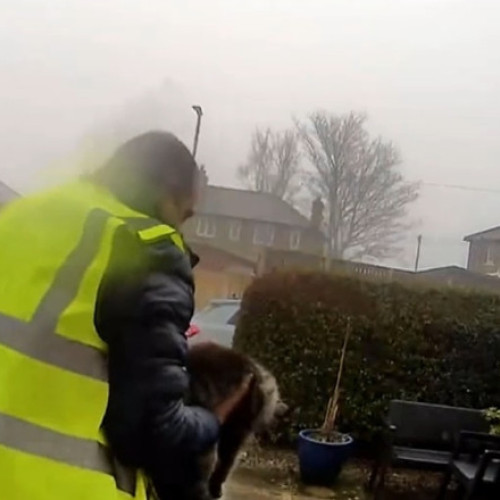 Român arestat în Marea Britanie pentru furtul unei pisici