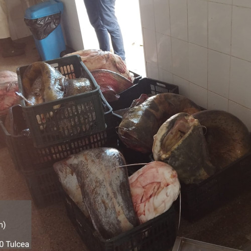 Garda de Mediu confiscă 500 de kilograme de somn fără acte în Tulcea