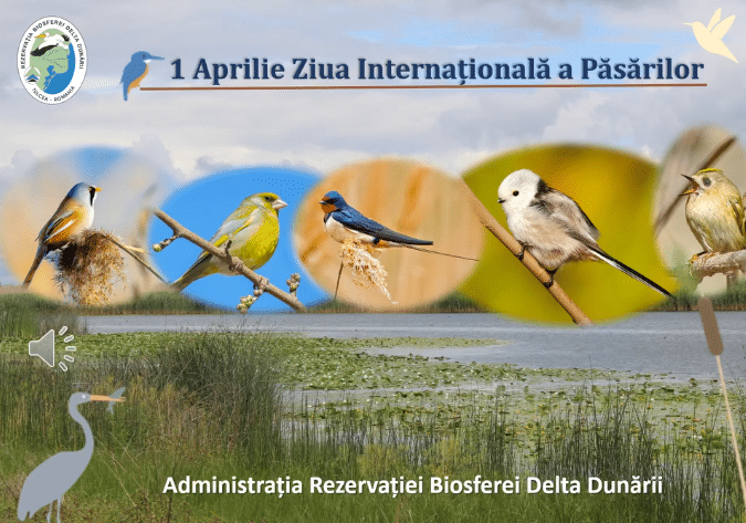 Ziua Internațională a Păsărilor sărbătorită în Delta Dunării