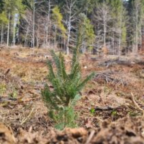 Mai mult de 81.000 de puieți plantați la Săcele în acest an de către autoritățile locale