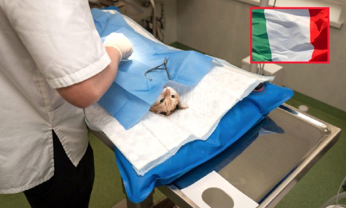 Italia permite concediu plătit pentru îngrijirea animalelor de companie bolnave