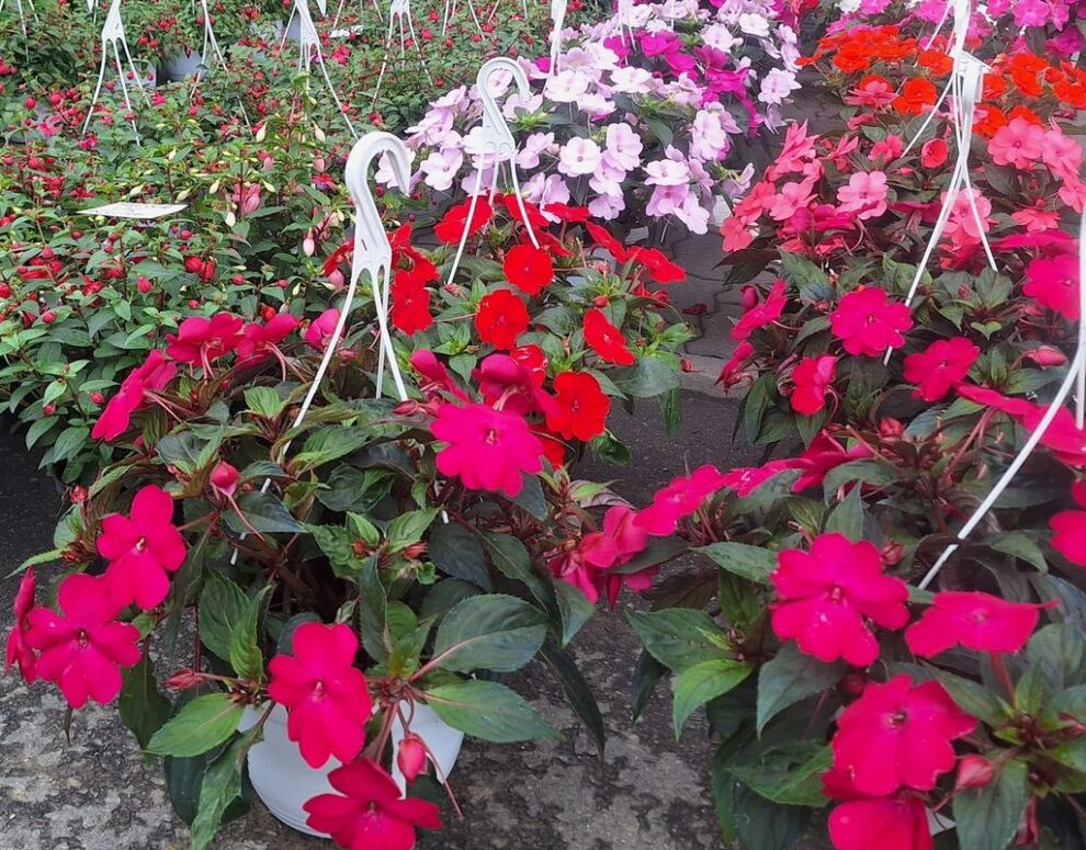 Expoziție cu vânzare la Bistrița, cu 20 de expozanți din 9 județe