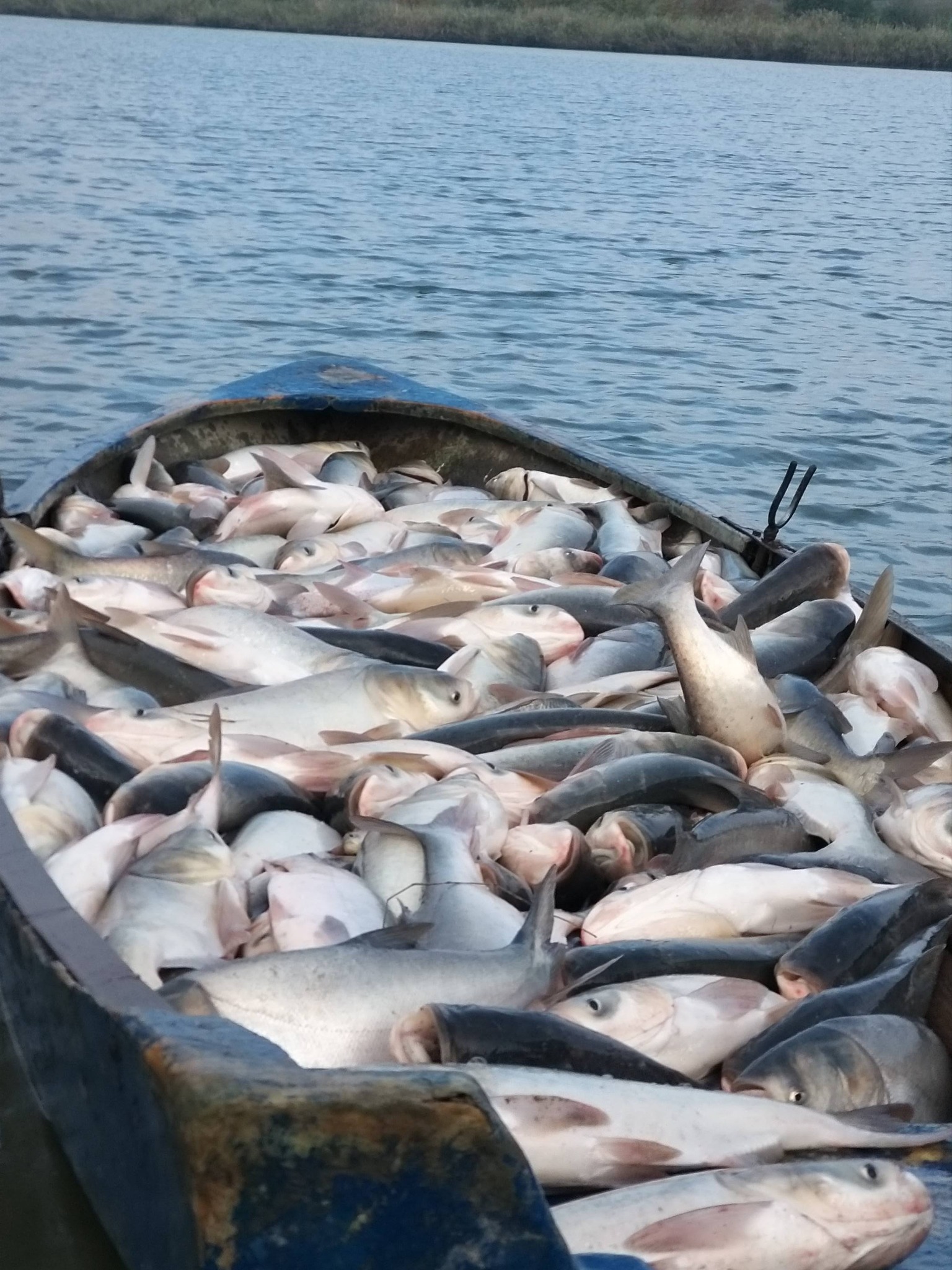 Floriile aduc pește proaspăt la Balta La Nuci