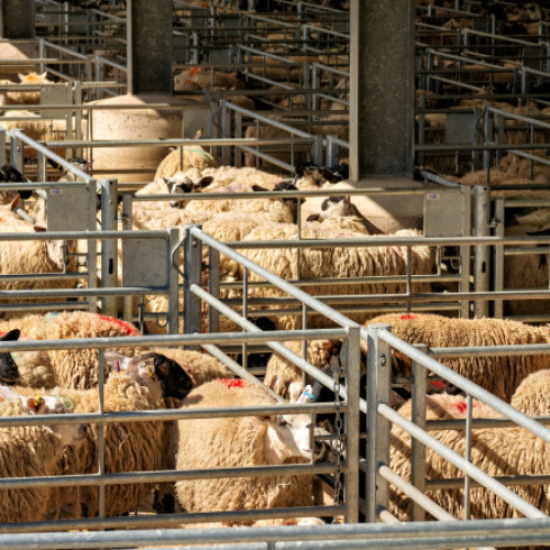 Algeria planifică importuri masive de ovine din România în 2027