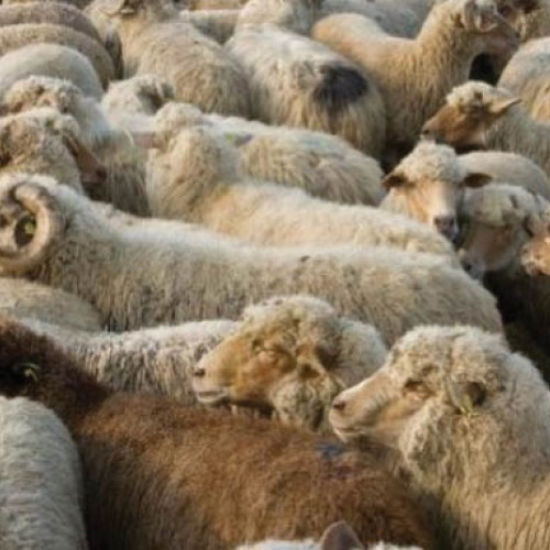 România pregătește exporturi record de ovine și carcase către Algeria în 2027