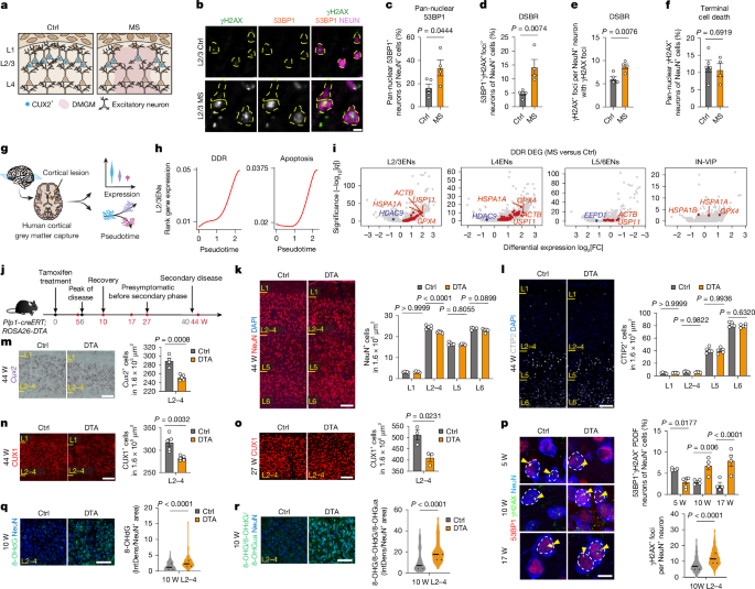 Încărcătura de daune ADN cauzează pierderea selectivă a neuronilor CUX2 în neuroinflamație
