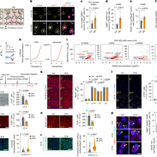 Încărcătura de daune ADN cauzează pierderi selective de neuroni CUX2 în neuroinflamație