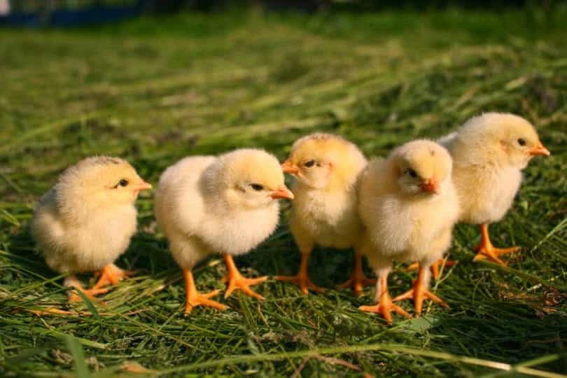 Autoritățile din Tulcea avertizează asupra riscurilor achizițiilor de pui din surse neautorizate