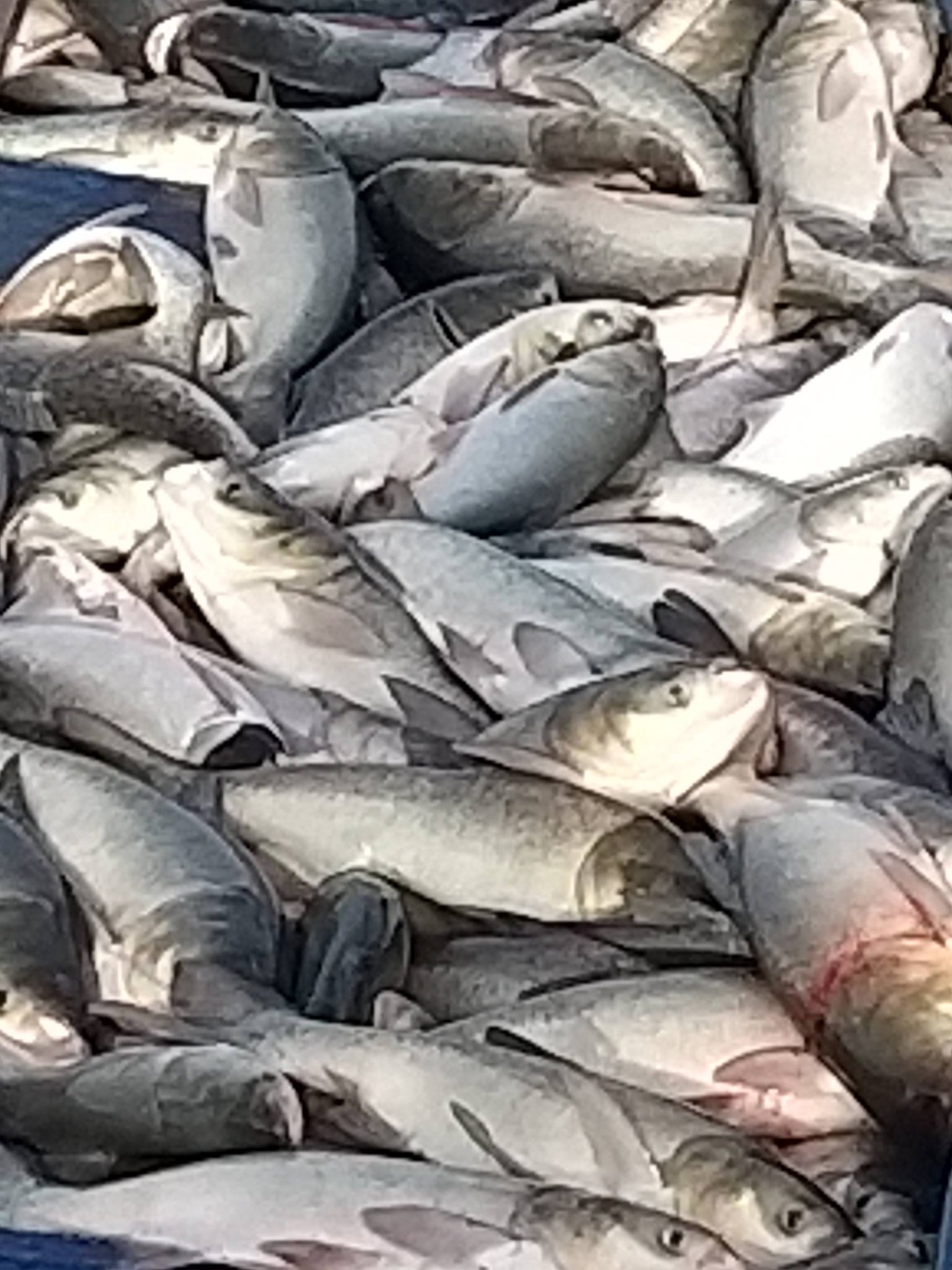 Floriile aduc o nouă desfășurare la pește în Giurgiu