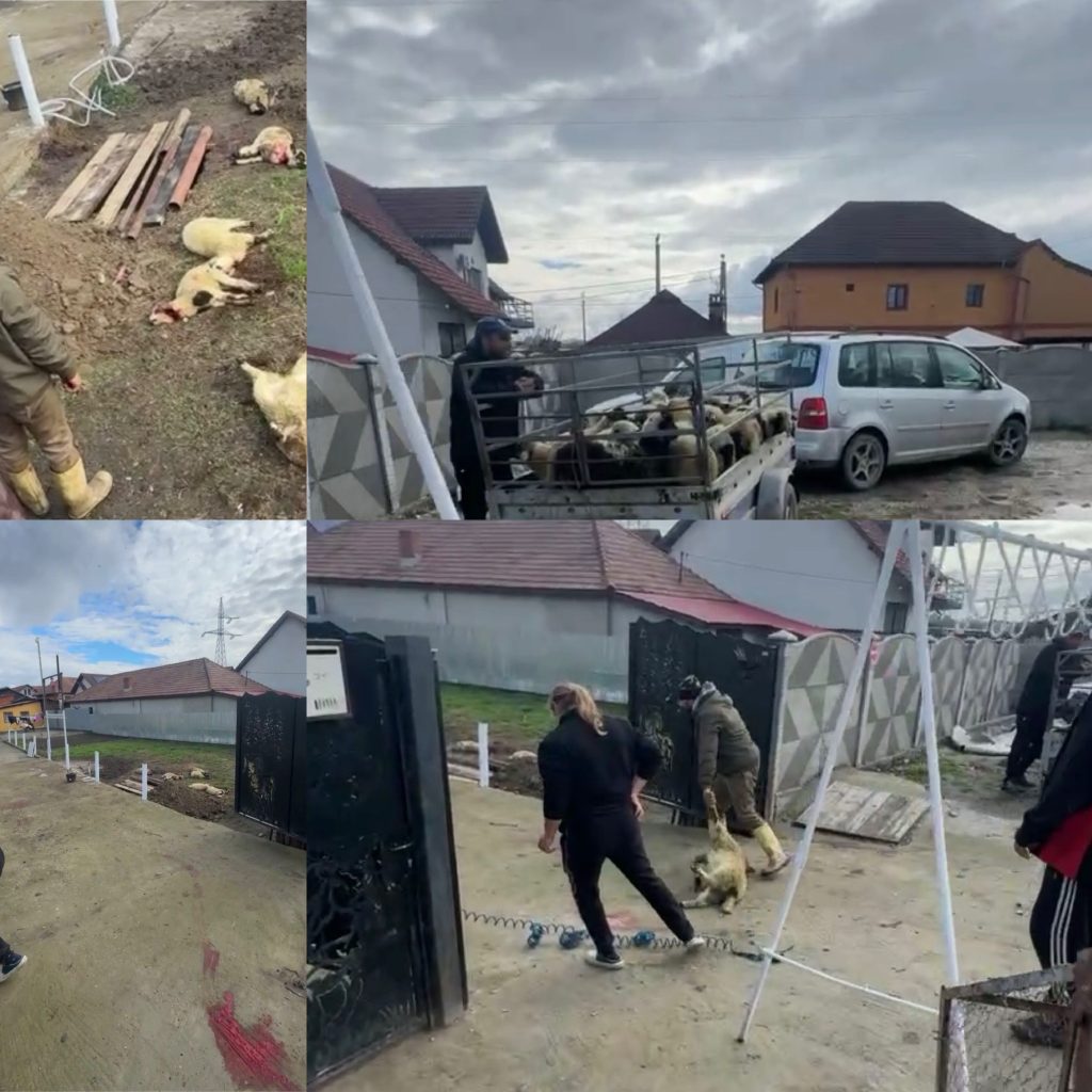 Intervenție de urgență a poliției în Târgu Jiu după un incident cu miei sacrificați