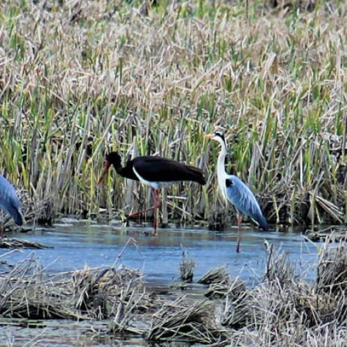 Guvernul adoptă o ordonanță pentru protejarea biodiversității în România
