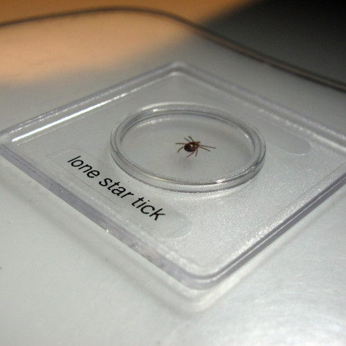 Ticuri care provoacă o alergie rară și periculoasă la carnea roșie se răspândesc