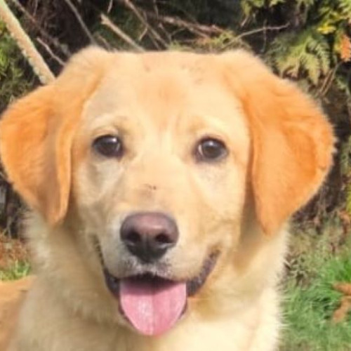 Pearl, cățelușa energică din Brașov, caută o familie iubitoare