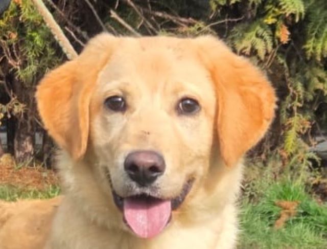 Pearl, cățelușa energică din Brașov, caută o familie iubitoare