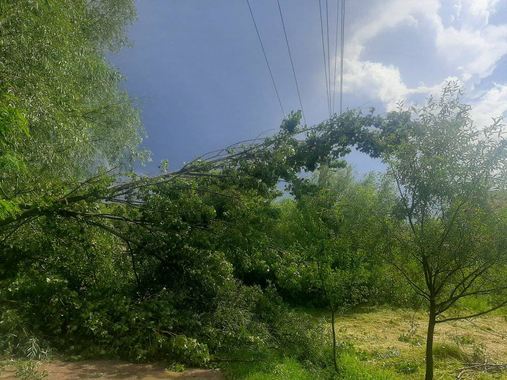 Accident de muncă tragic în Bâra: un bărbat a fost lovit de un arbore