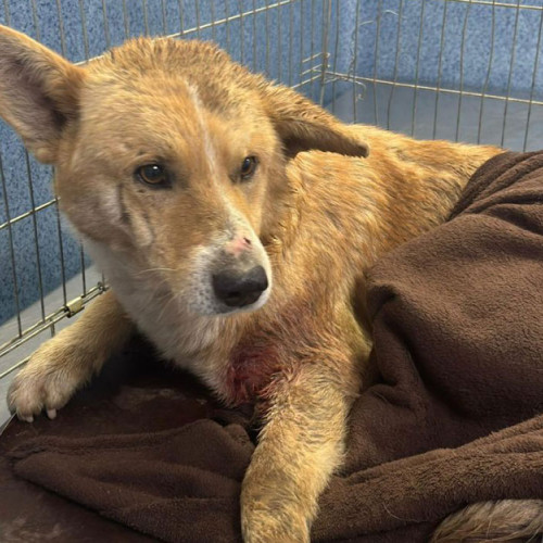 Câine rănit transportat de urgență la clinică veterinară în Gorj