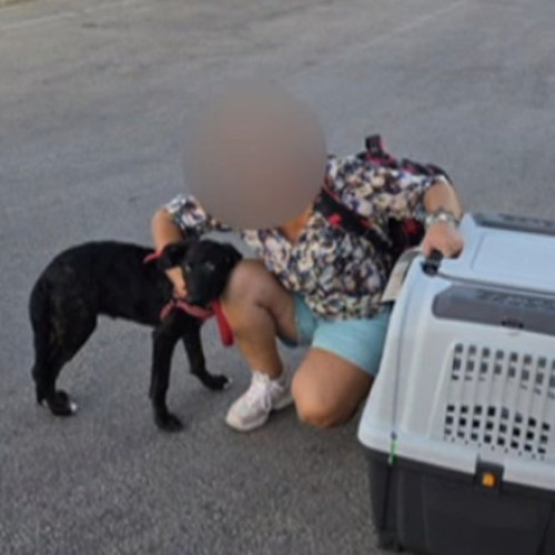 Dreptate pentru Caelya: bărbat condamnat pentru abuzul asupra cățelușei