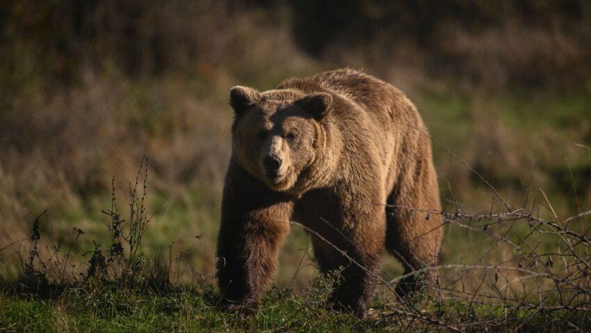 Numărul de urși bruni din România va fi gestionat printr-un nou proiect de lege