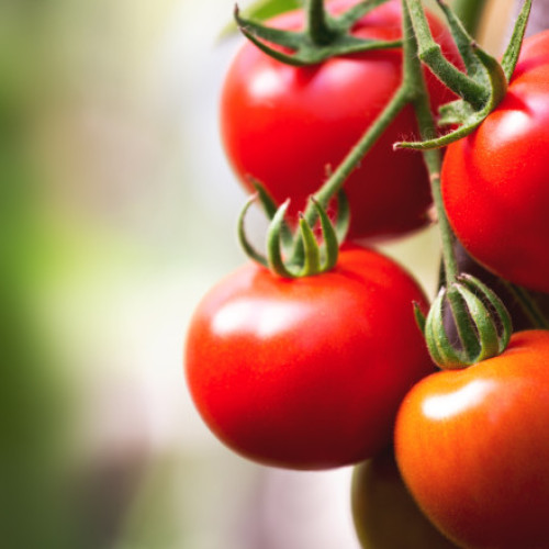 Producătorii de tomate din Olt înregistrează prețuri record